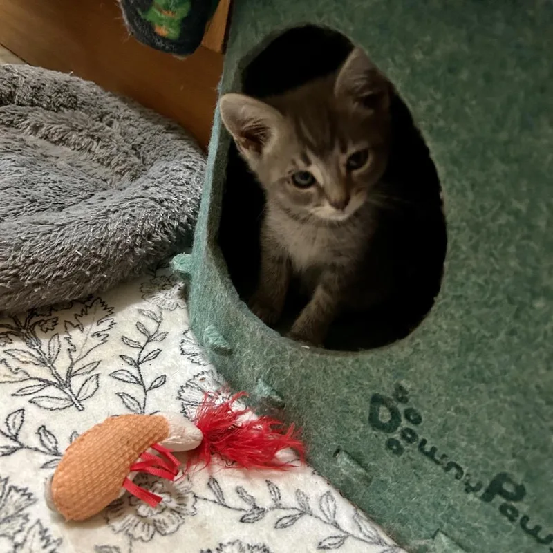 Pip