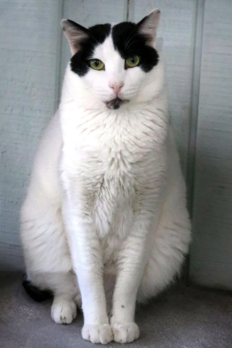 An adult medium-sized male Black & White / Tuxedo Turkish Van cat named Bosik for adoption in Buford, GA