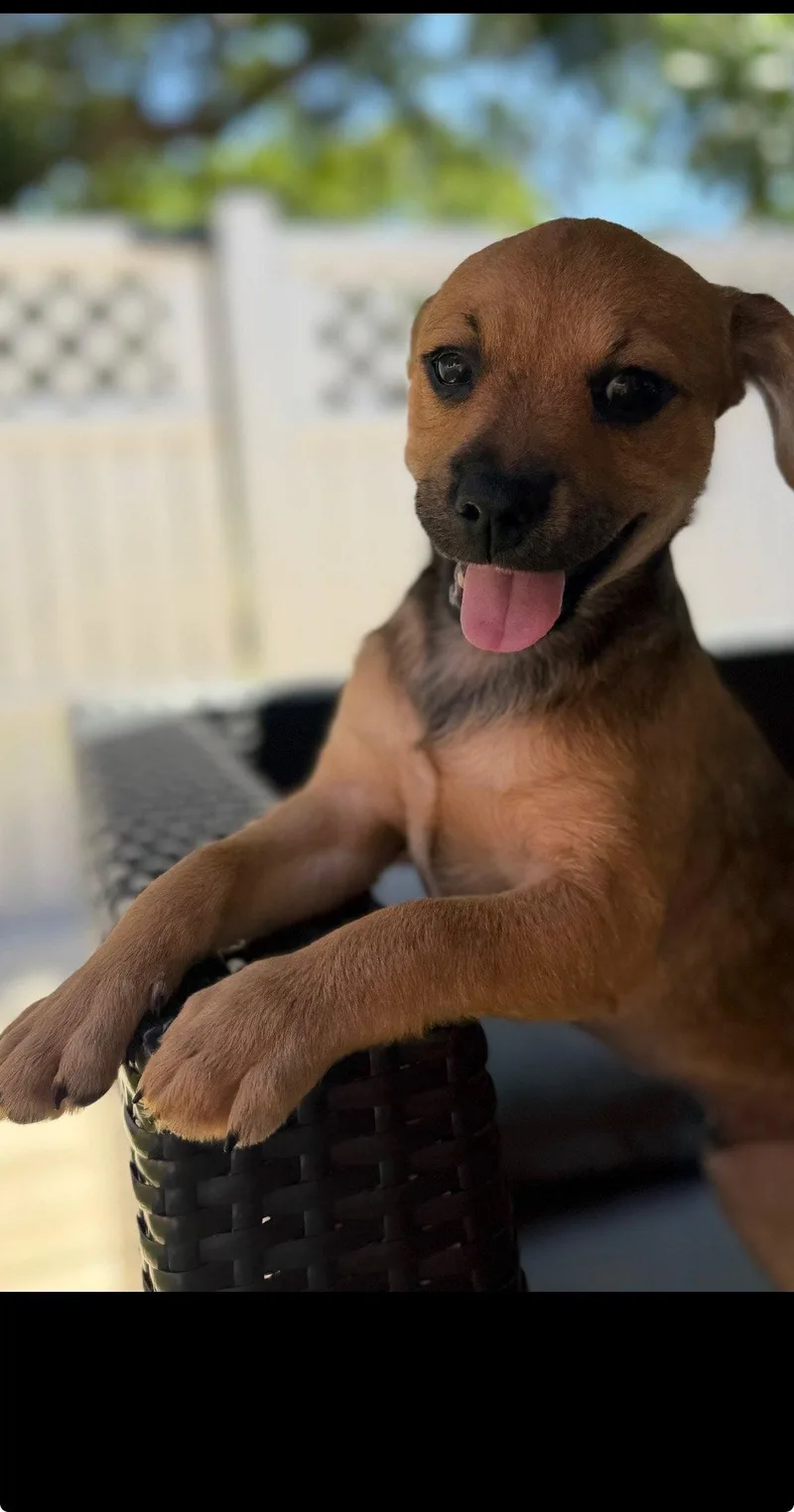 A baby medium-sized male Dachshund dog named Fenix for adoption in Royal Palm Beach, FL