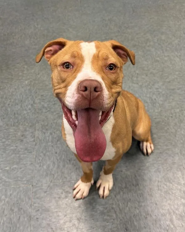 A young medium-sized female Pit Bull Terrier dog named May Day for adoption in Richmond, VA