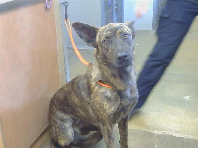 A young small-sized female German Shepherd Dog dog named Stella for adoption in Sacramento, CA