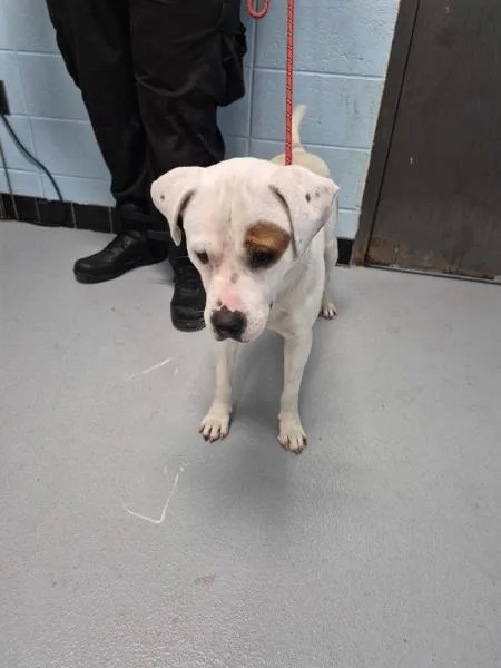A young large-sized male Pit Bull Terrier dog named Pen for adoption in Lawrenceville, GA
