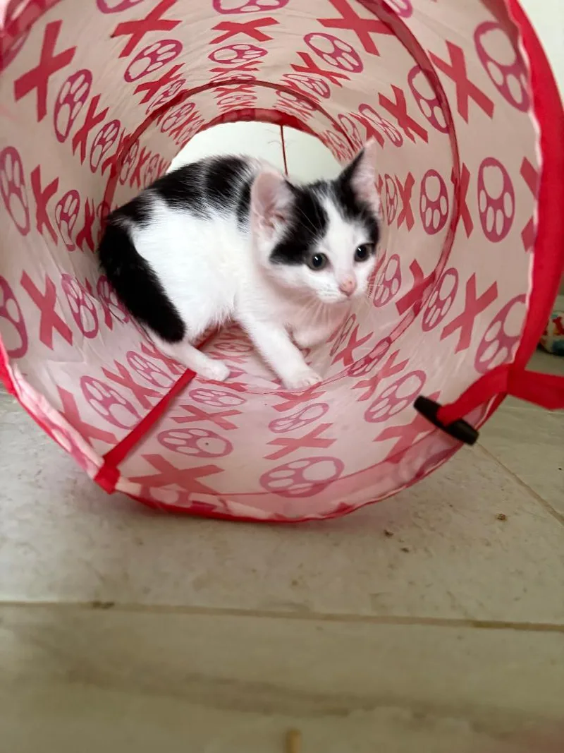 A baby medium-sized female Black Domestic Short Hair cat named Moo for adoption in Lambertville, NJ