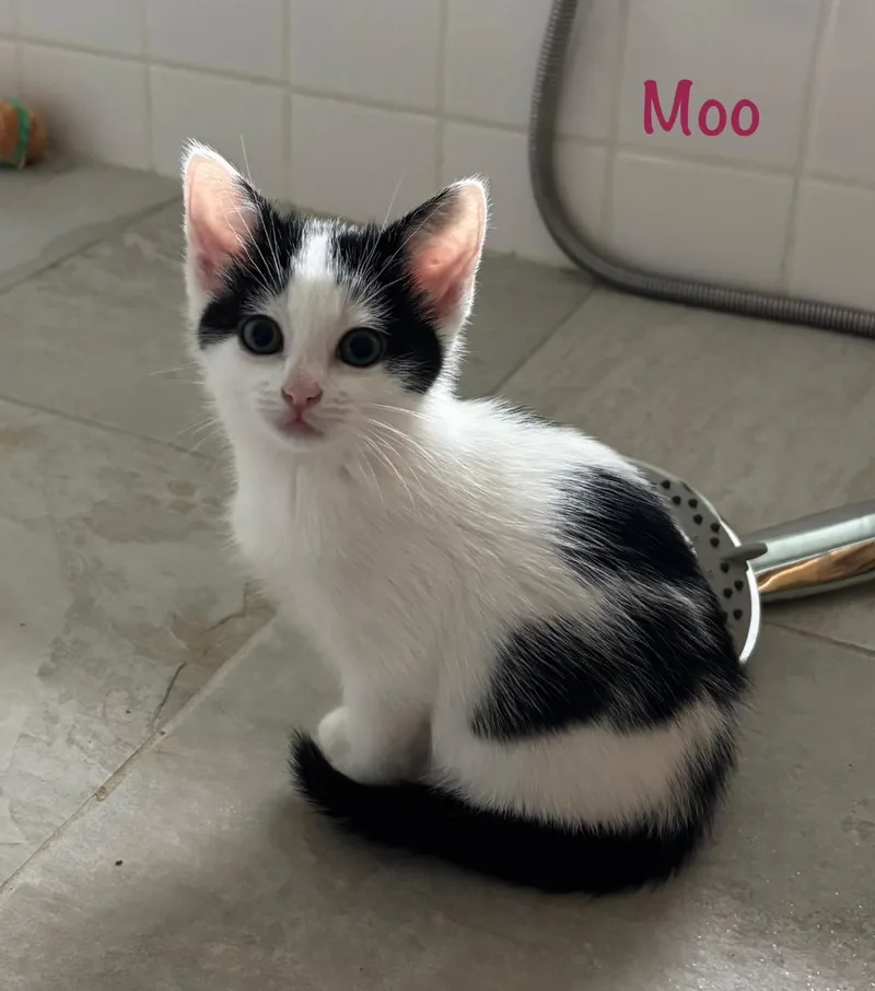 Moo thumbnail 4