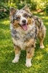 Dixie