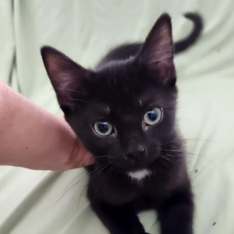 A baby small-sized female Black Domestic Short Hair cat named Mia for adoption in Chapel Hill, NC