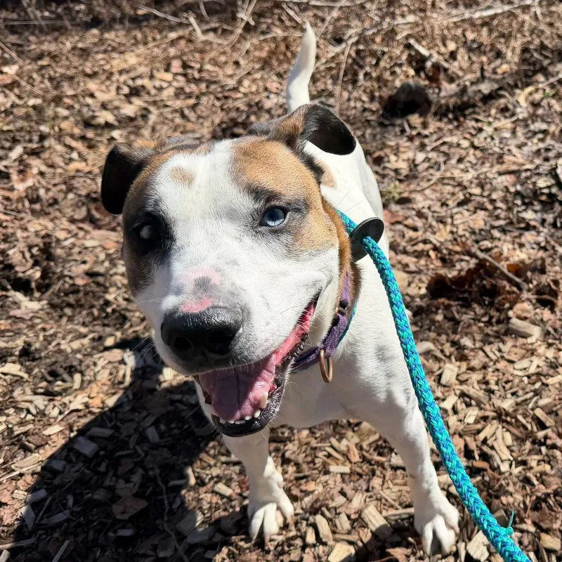 An adult large-sized male Yellow / Tan / Blond / Fawn Pit Bull Terrier dog named Dougie for adoption in Thomaston, ME