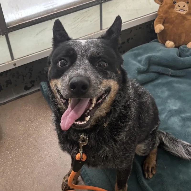 An adult medium-sized male Australian Cattle Dog / Blue Heeler dog named Marky Mark for adoption in Middletown, RI