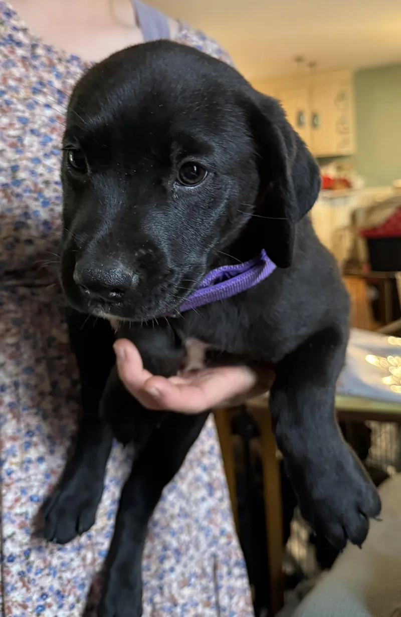 A baby large-sized female Labrador Retriever dog named Mozzarella for adoption in Garner, NC