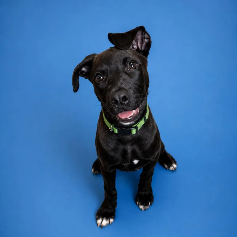 A baby medium-sized male Brown / Chocolate Chocolate Labrador Retriever dog named Ladon for adoption in Binghamton, NY