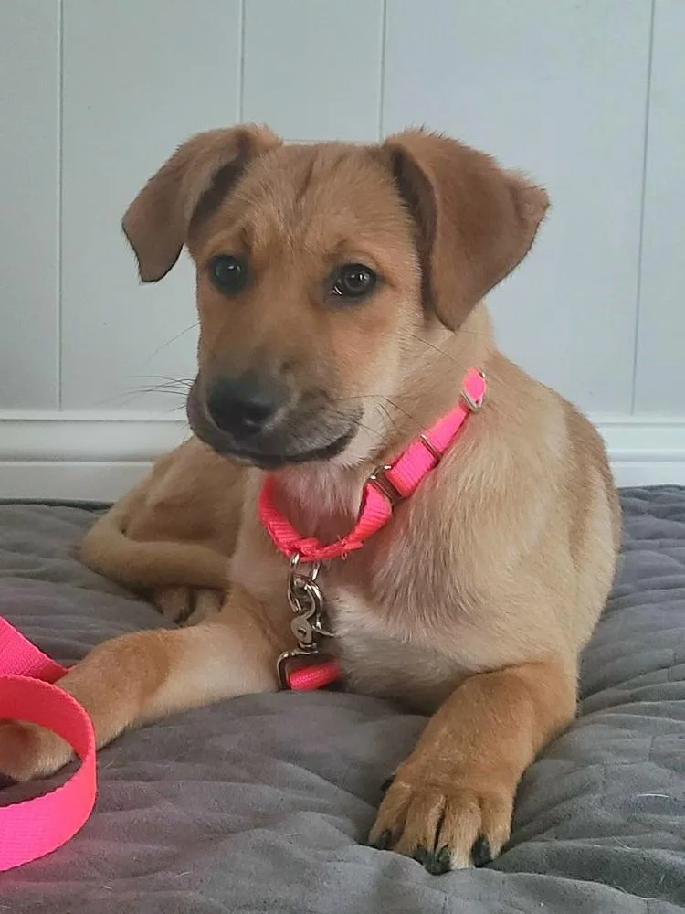 Willow Woodland thumbnail 3