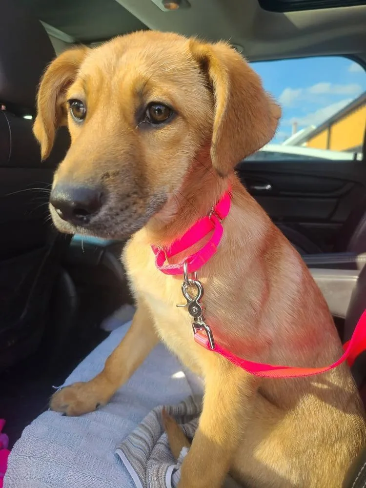 Willow Woodland thumbnail 4