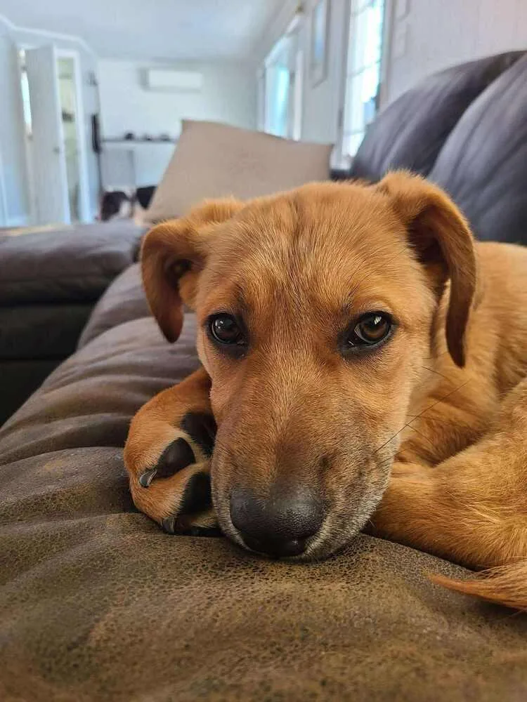 Willow Woodland thumbnail 5