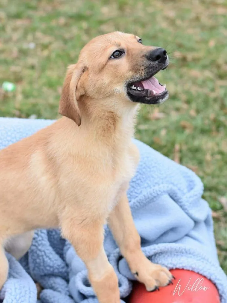 Willow Woodland thumbnail 6