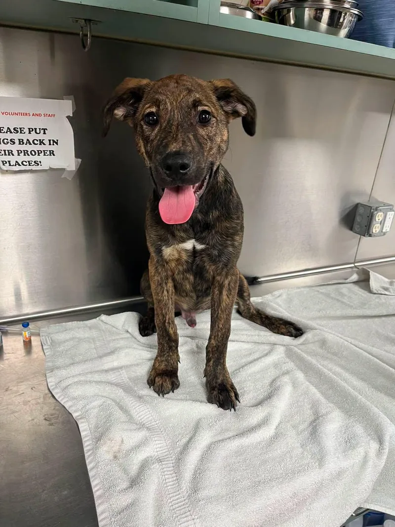 A young medium-sized male Plott Hound dog named Elijah for adoption in Rowlett, TX