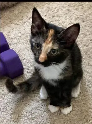 A young medium-sized female Domestic Short Hair cat named Cinnemon for adoption in Hampstead, NC