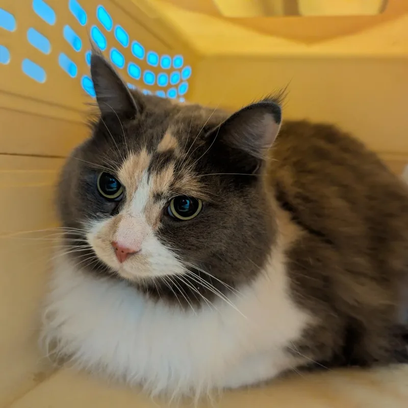 An adult large-sized female Gray / Blue / Silver Domestic Medium Hair cat named Vanilla for adoption in DeKalb, IL