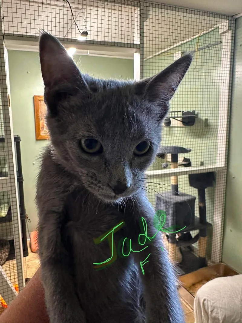 A young medium-sized female Gray / Blue / Silver Domestic Short Hair cat named Jade for adoption in Stover, MO