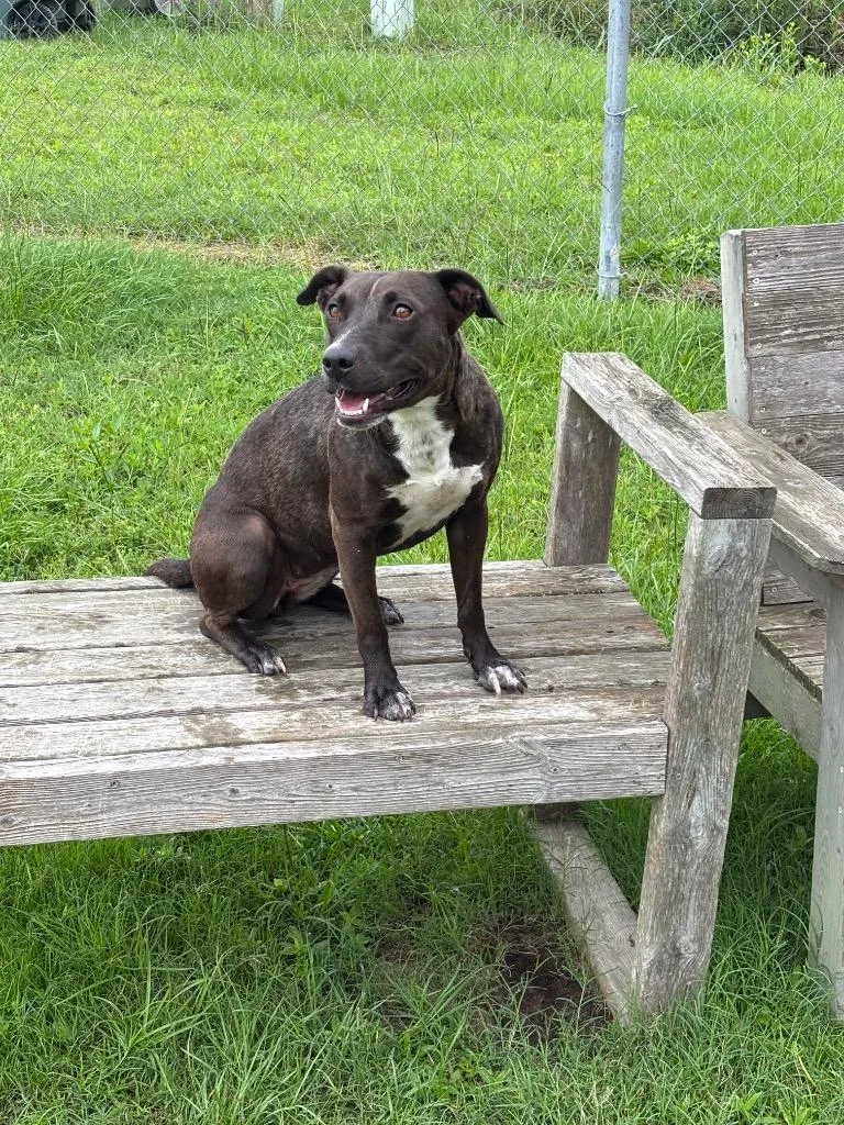 An adult medium-sized female Mixed Breed dog named Chloe for adoption in Metter, GA