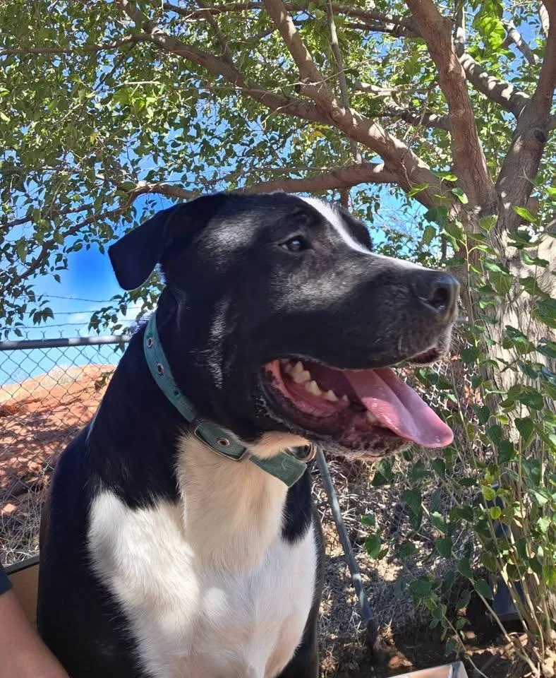 An adult large-sized male Pit Bull Terrier dog named Biggie for adoption in Saint George, UT