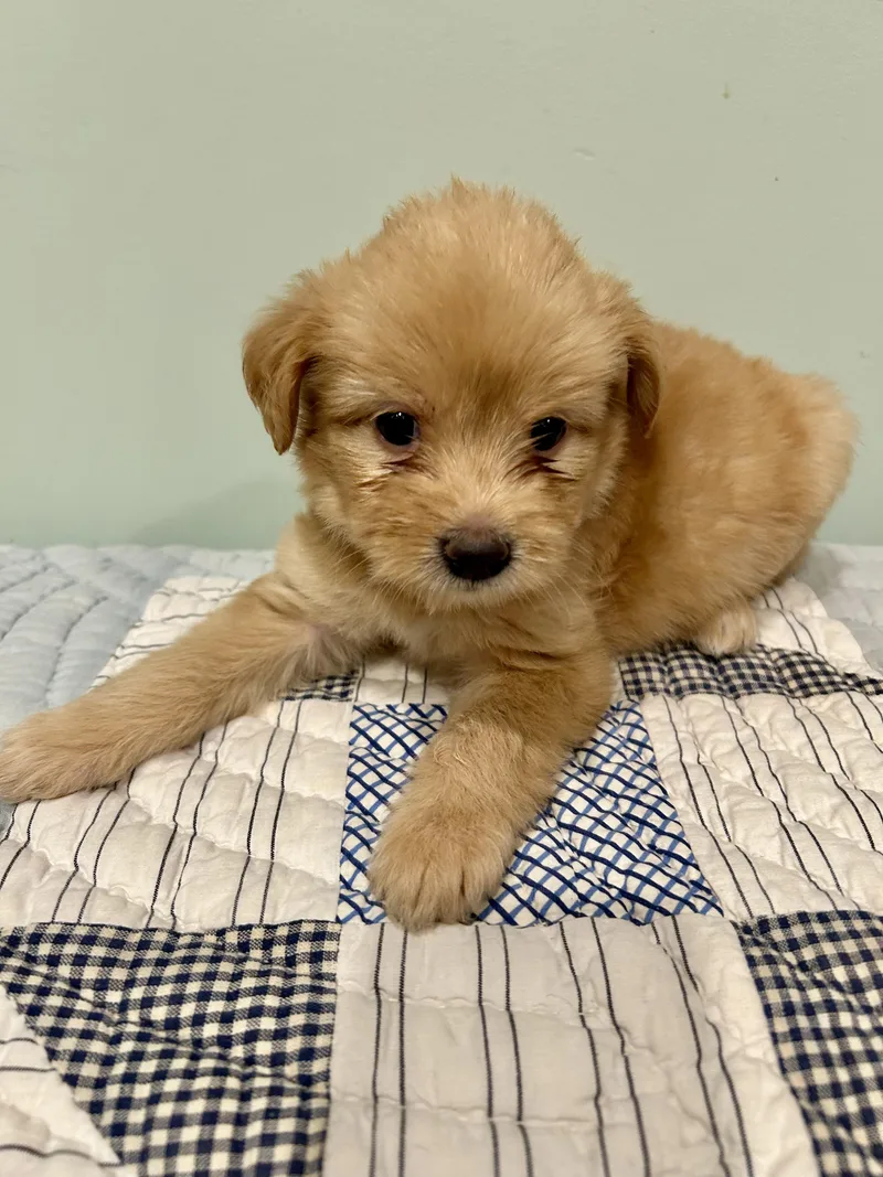 A baby small-sized female Maltese dog named Missy for adoption in Fosters, AL