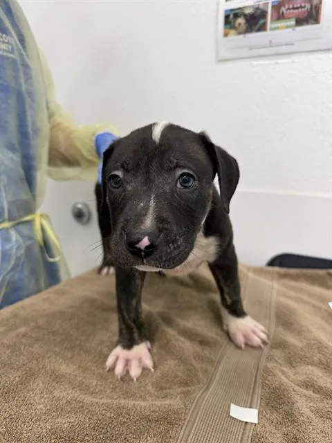 A baby large-sized male Pit Bull Terrier dog named Rusty for adoption in Mesa, AZ