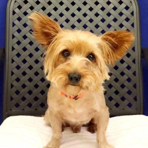 An adult small-sized male Yorkshire Terrier dog named Chilton for adoption in Midland, TX