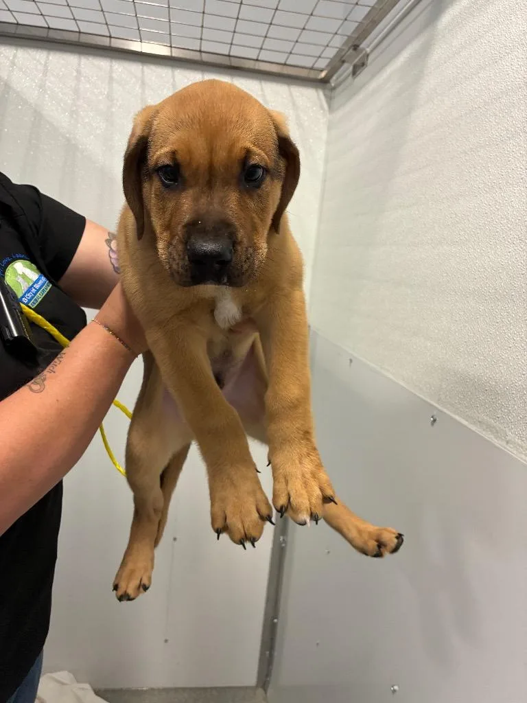 A baby medium-sized male Hound dog named Pomelo for adoption in Bloomington, IN