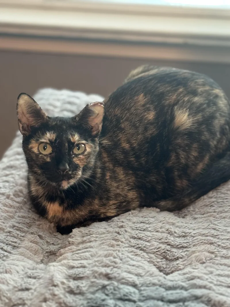 An adult medium-sized female Tortoiseshell cat named Tinkerbell for adoption in Houston, TX
