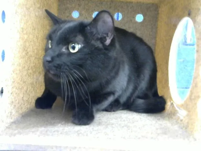 An adult medium-sized female Domestic Short Hair cat named Spice for adoption in Albuquerque, NM