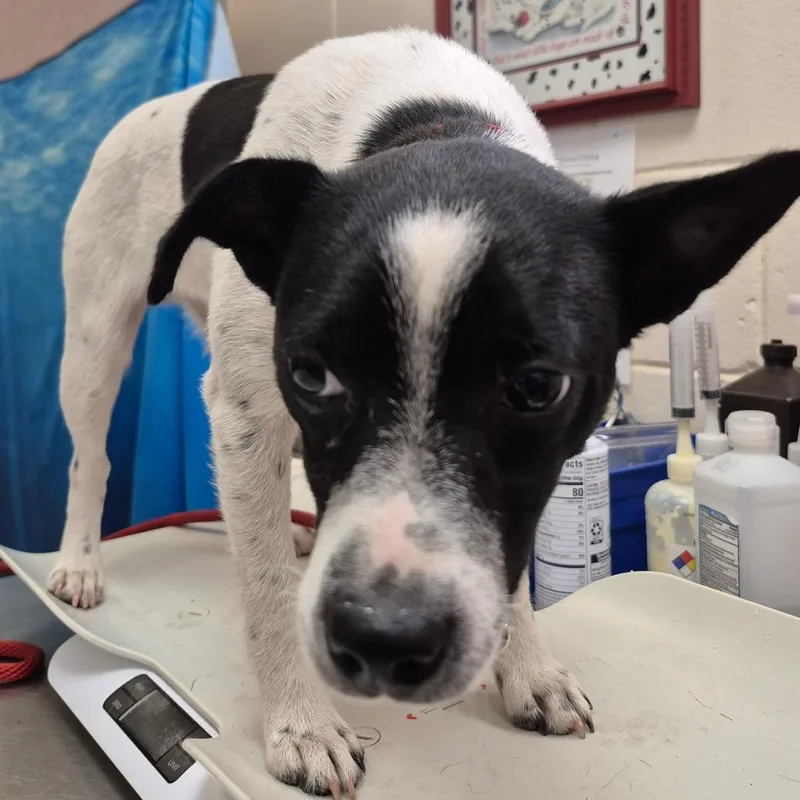 An adult small-sized male Black Mixed Breed dog named Bo for adoption in Lake Panasoffkee, FL