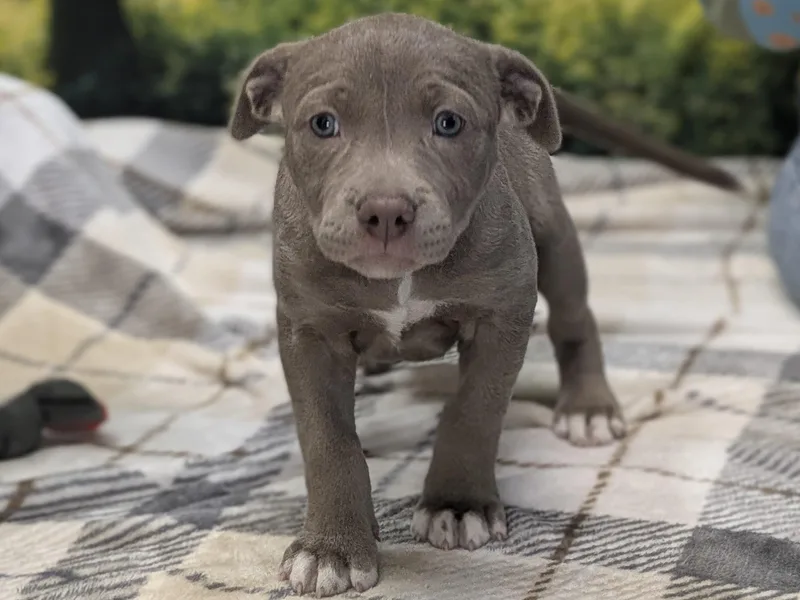 Caterina thumbnail 2