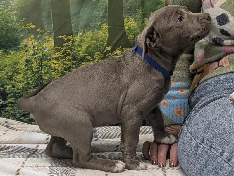 Caterina thumbnail 3