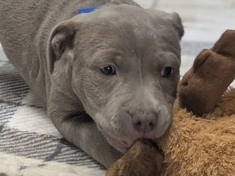 Caterina thumbnail 4