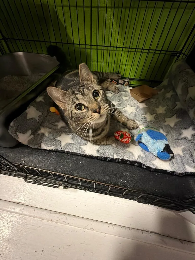 A young medium-sized female Domestic Short Hair cat named Duck for adoption in Lancaster, PA