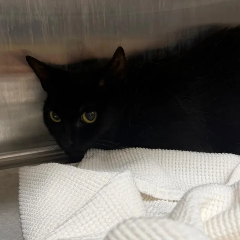 A young medium-sized female Black Domestic Short Hair cat named Catzilla for adoption in Morganton, NC