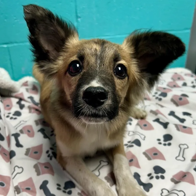 A young small-sized male Yellow / Tan / Blond / Fawn Mixed Breed dog named Brad for adoption in St Joseph, MO