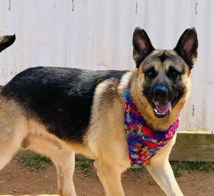 A young large-sized male German Shepherd Dog dog named Capt $ for adoption in Seneca, SC