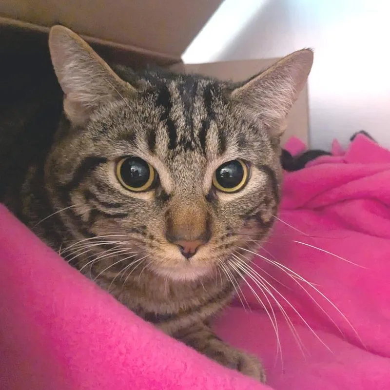 A young medium-sized male Brown / Chocolate Domestic Short Hair cat named Shadow for adoption in Providence, RI