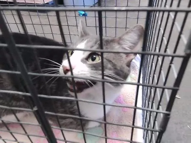 A young medium-sized male Domestic Short Hair cat named Chuky for adoption in Tulsa, OK