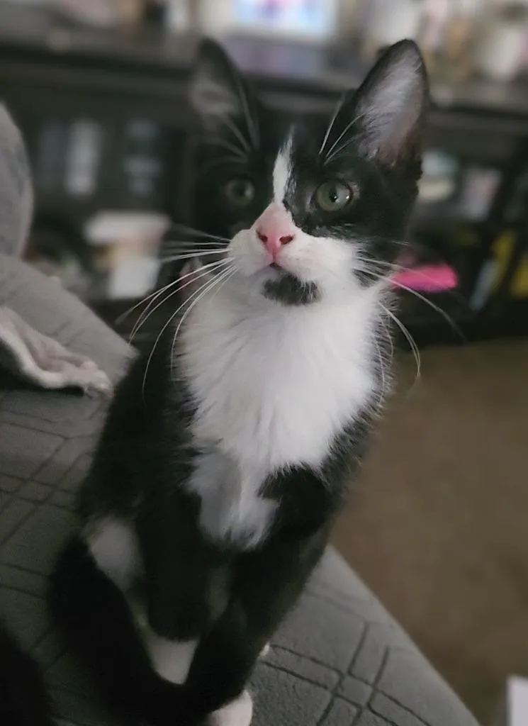 A young medium-sized female Black & White / Tuxedo Domestic Short Hair cat named Griddle & Gumbo for adoption in Frankfort, KY