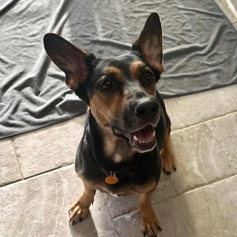 An adult medium-sized female Brown / Chocolate Shepherd dog named Marina for adoption in Northbrook, IL