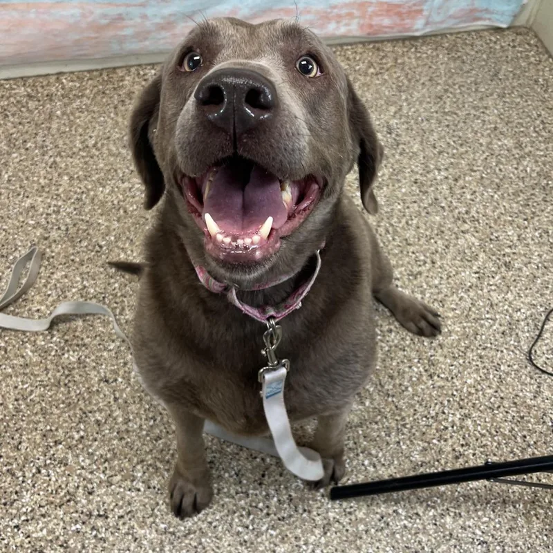 A senior large-sized female Gray / Blue / Silver Labrador Retriever dog named Lavern for adoption in Cheyenne, WY