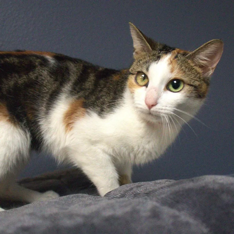 Confetti thumbnail 2