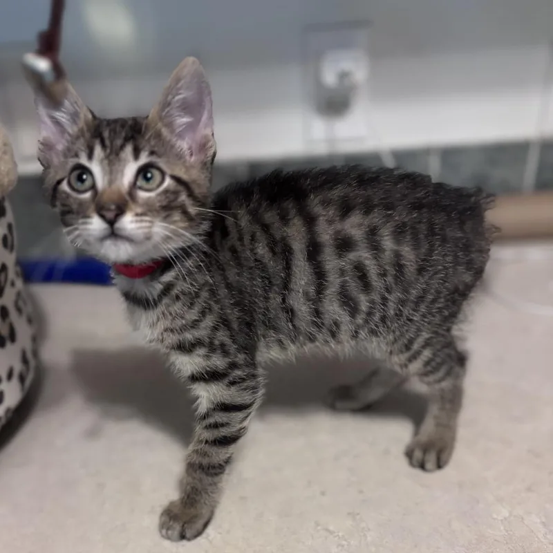 A baby medium-sized male Domestic Short Hair cat named Tender for adoption in Chattanooga, TN