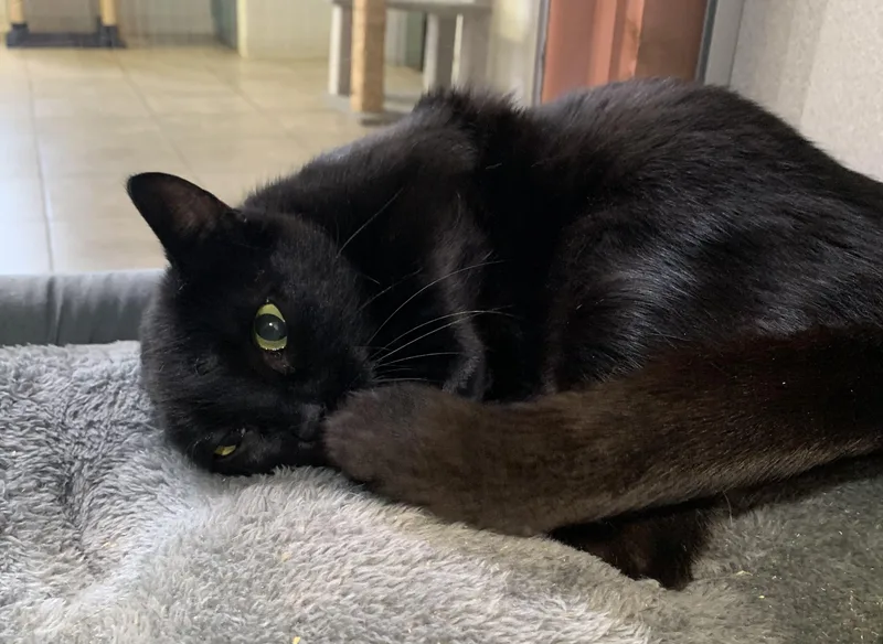 A young medium-sized female Black Domestic Short Hair cat named Mina for adoption in Massena, NY