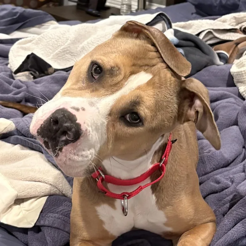 An adult medium-sized female Apricot / Beige Pit Bull Terrier dog named Lulu for adoption in Chicago, IL