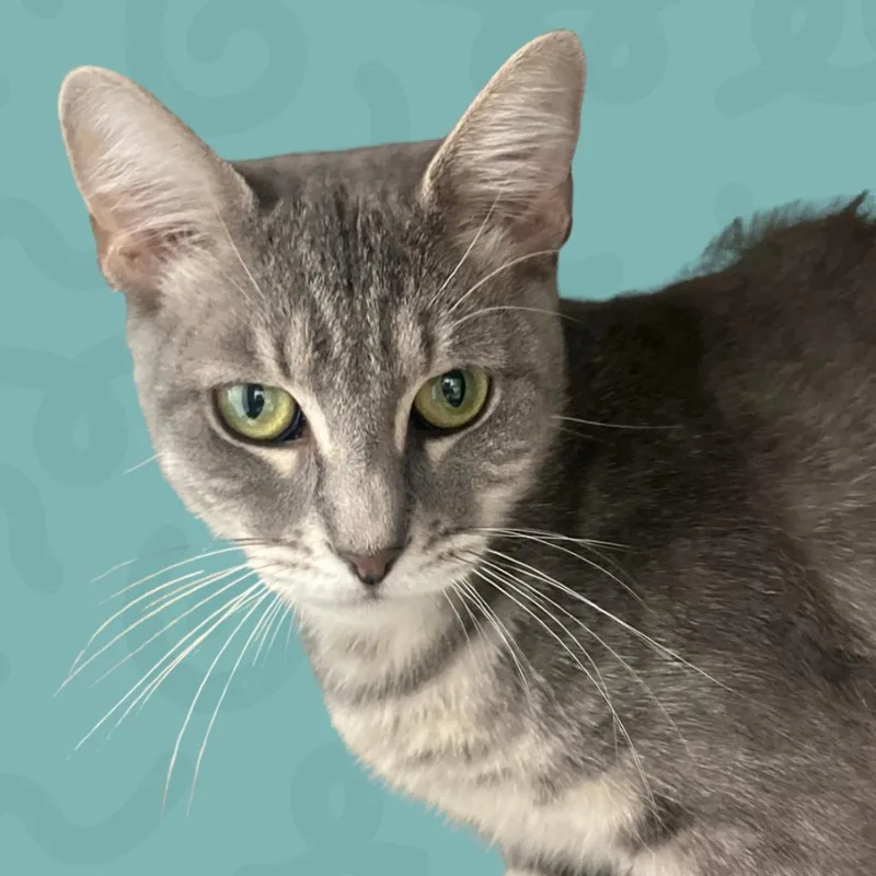 A young medium-sized female Gray / Blue / Silver Domestic Short Hair cat named Zelda for adoption in Reno, NV