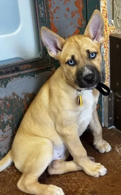 A baby large-sized female Yellow / Tan / Blond / Fawn Mixed Breed dog named Glow for adoption in Stanwood, WA