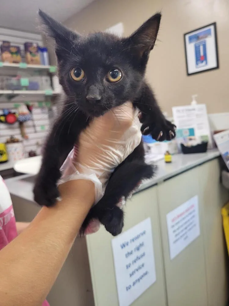 A baby small-sized male Black Domestic Short Hair cat named Chan for adoption in Linton, IN